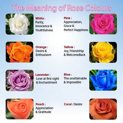 Желтые розы фото, картинки плетистые сорта желтых красивых роз с описанием и названиями