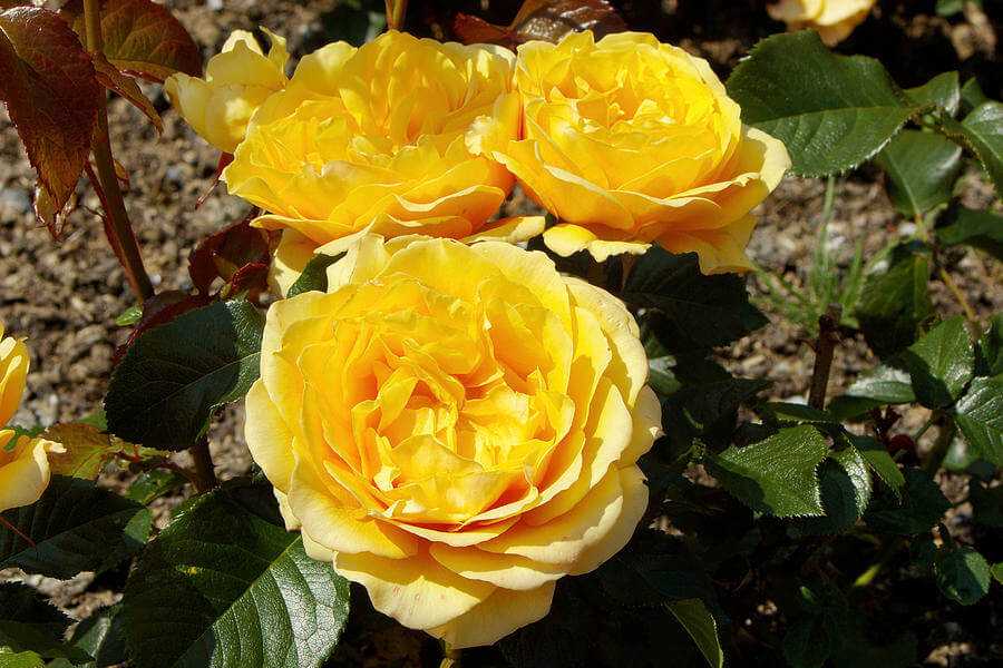 Описание розы из группы флорибунда сорта амбер куин: выращивание кустового цветка