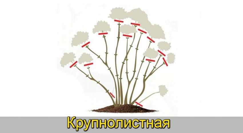Схема обрезки гортензии