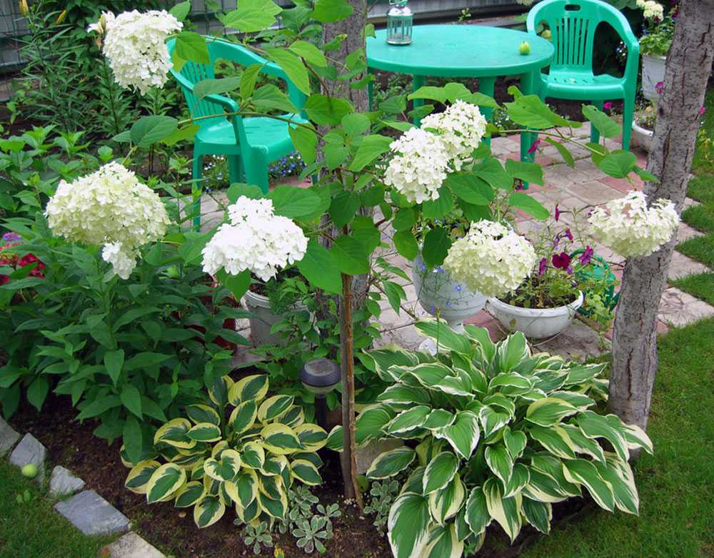 Гортензия садовая: все о сроках цветения цветка