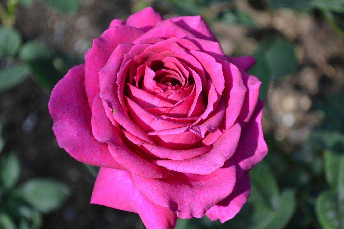 Роза Биг Перпл Big Purple — что это за сортовое растение, краткое описание и история селекции, как выглядит Особенности выращивания чайно-гибридной розы этого сорта, как ухаживать чтобы зацвела Применение культуры в дизайне ландшафтов