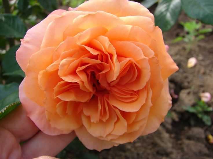 Персиковые розы бельведер (belvedere)