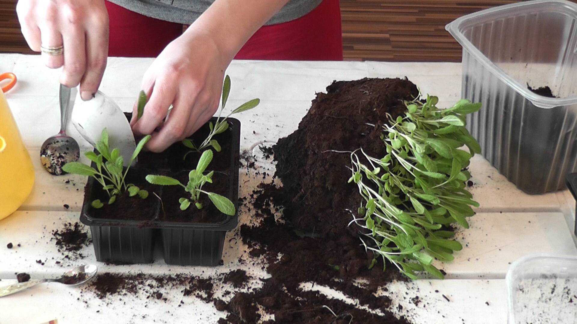 Как вырастить лобелию из семян в домашних условиях