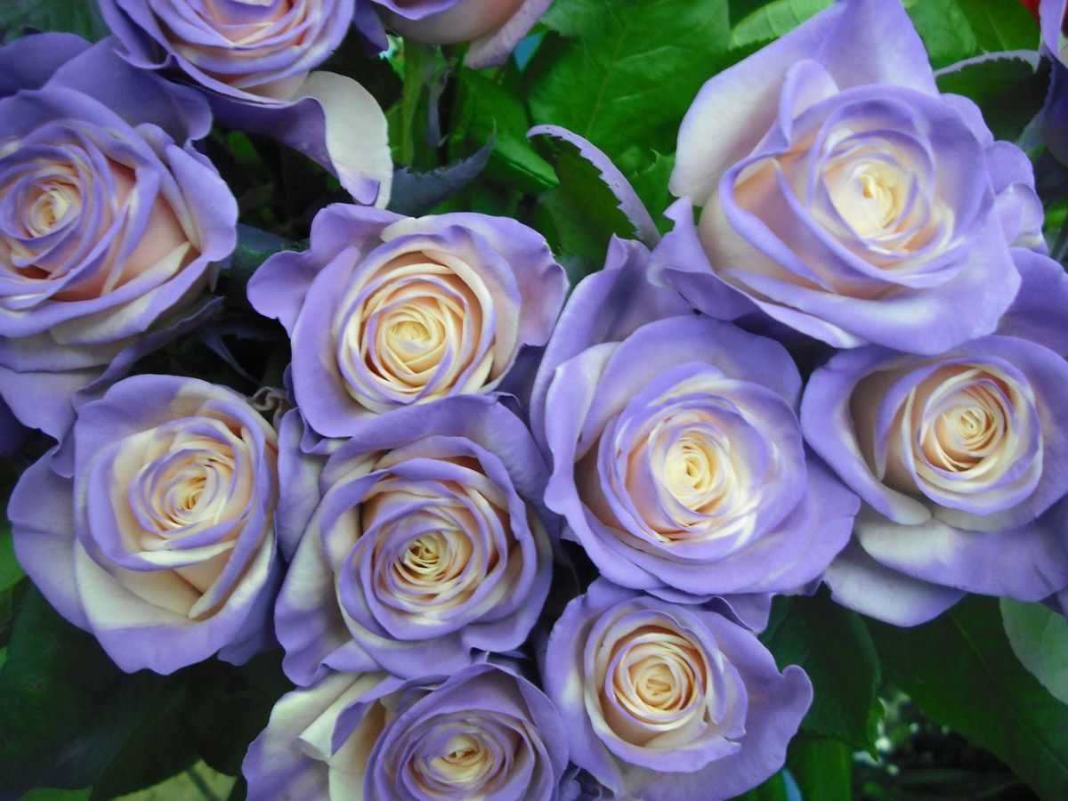 Сиреневые розы: популярные сорта и особенности их выращивания