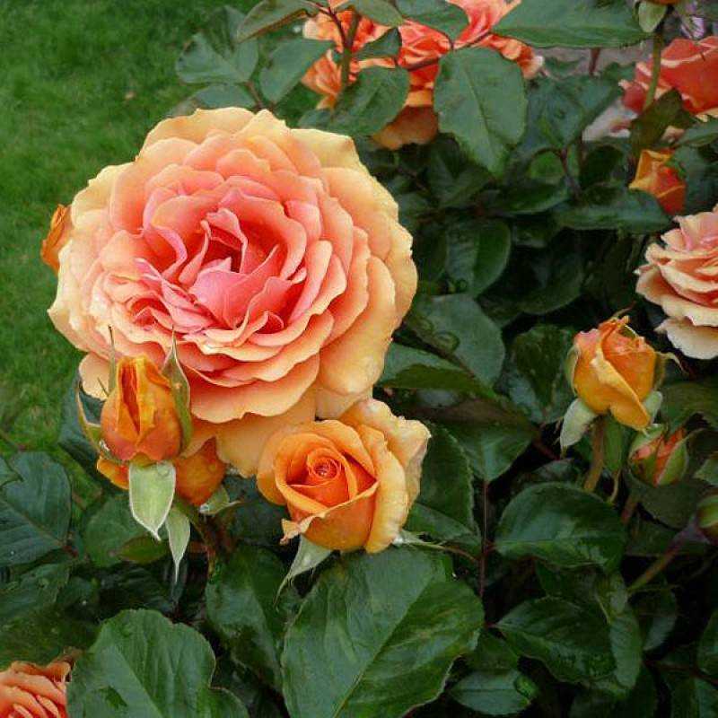 Чайно-гибридные и плетистые розы — характеристики сортов для разных регионов. фото — ботаничка.ru