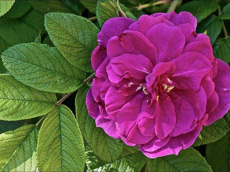 Роза ругоза: фото, сорта, гибриды, посадк, уход, описание, размножение