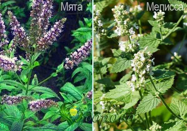 Мята — какую выбрать и как выращивать? описание видов, агротехника, фото — ботаничка.ru