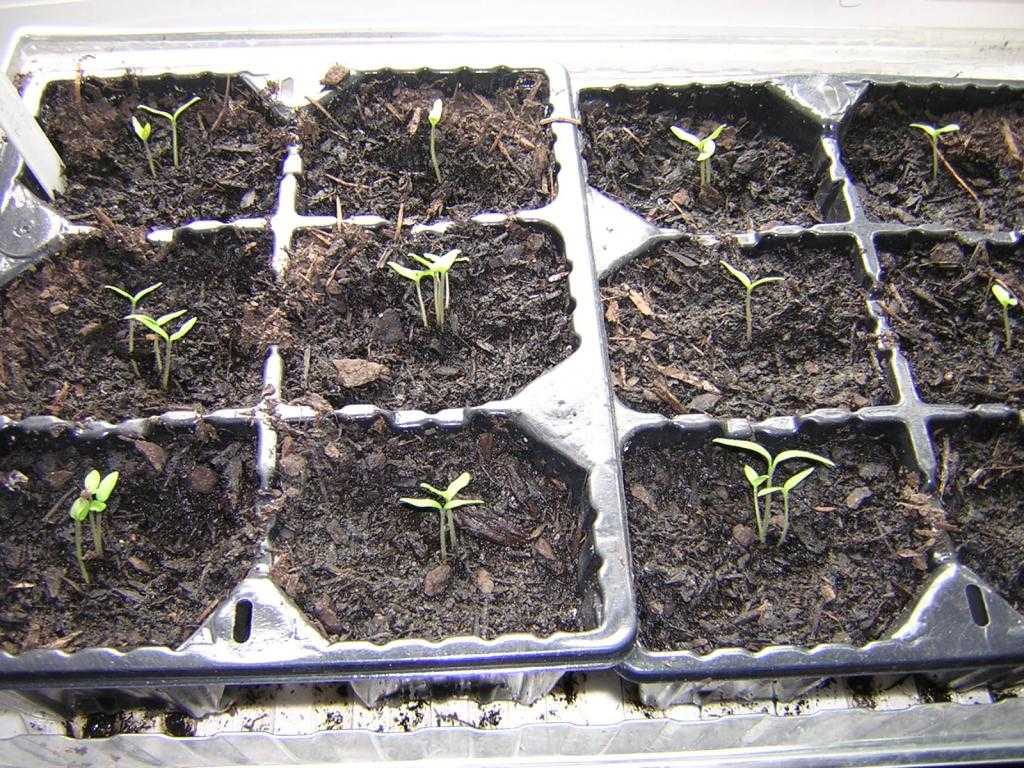Клематис: размножение семенами, особенности посадки в грунт, правила ухода и рекомендации специалистов