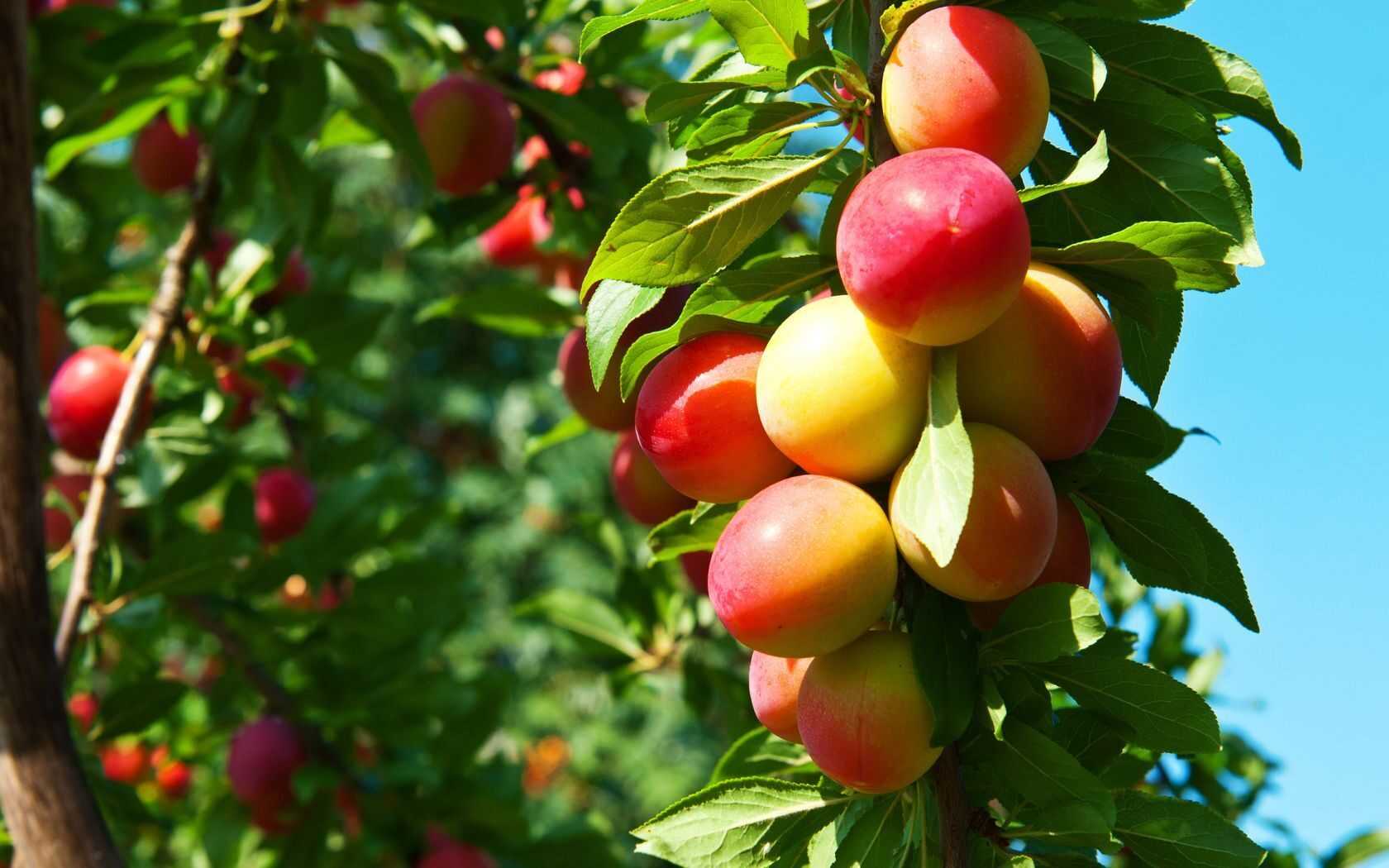 Самые урожайные сорта плодовых деревьев и ягодных кустарников