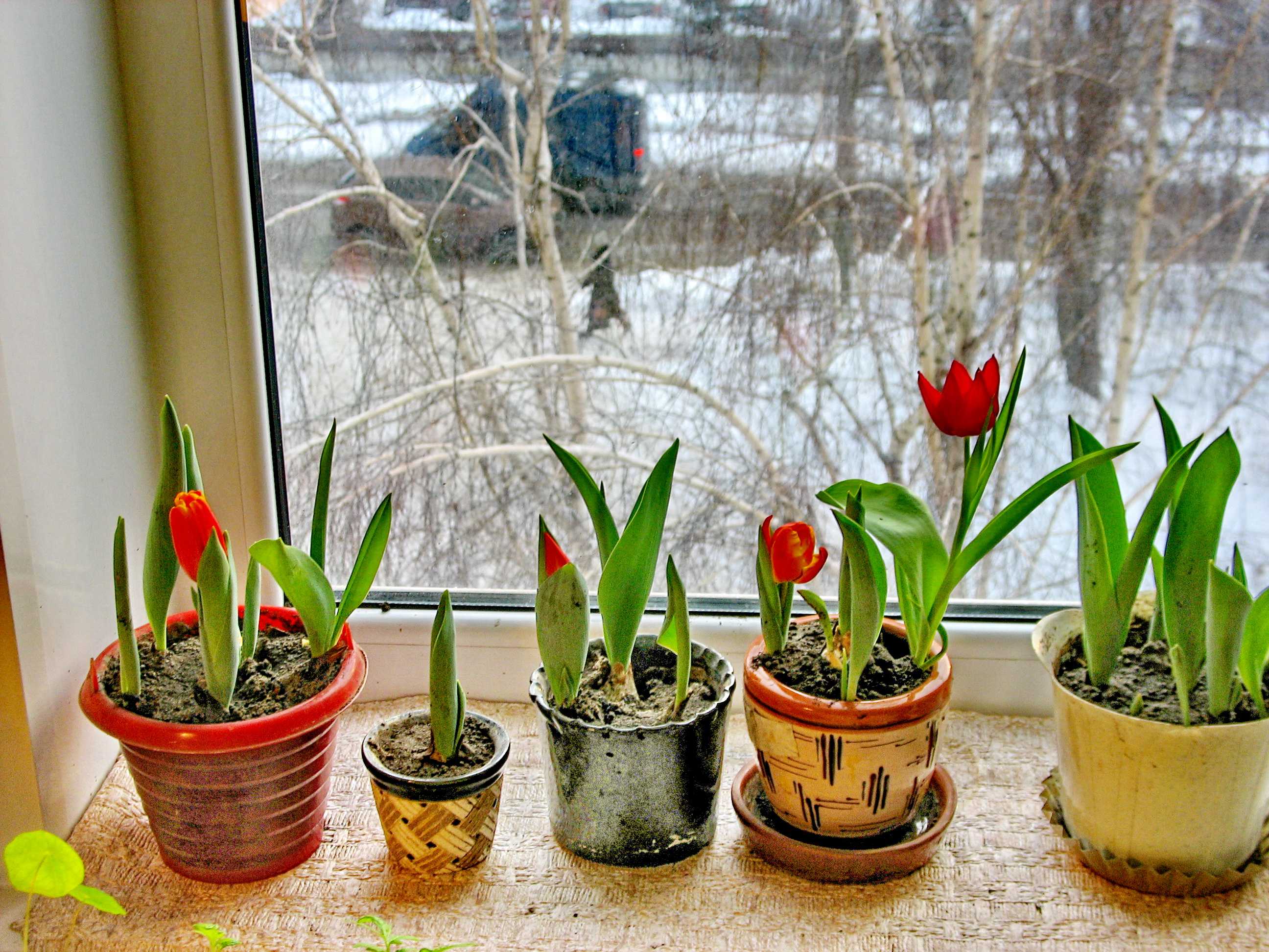 Как правильно ухаживать за комнатными растениями: правильный уход за домашними цветами - стэл-инвест
