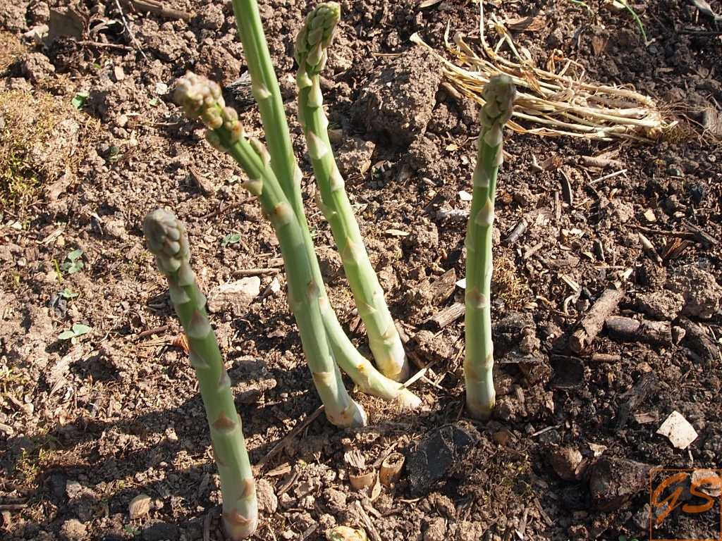 Пышное растение аспарагус перистый: уход за ним в домашних условиях, фото