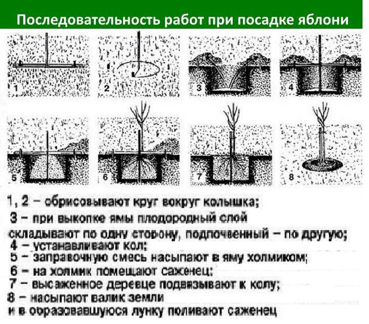 Как посадить колоновидную яблоню: сроки посадки и схема. уход за колоновидной яблоней: подкормка, обрезка и зимовка дерева