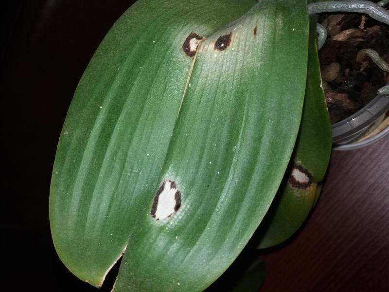 Как избавиться от мошек в орхидеях: методы борьбы и их эффективность