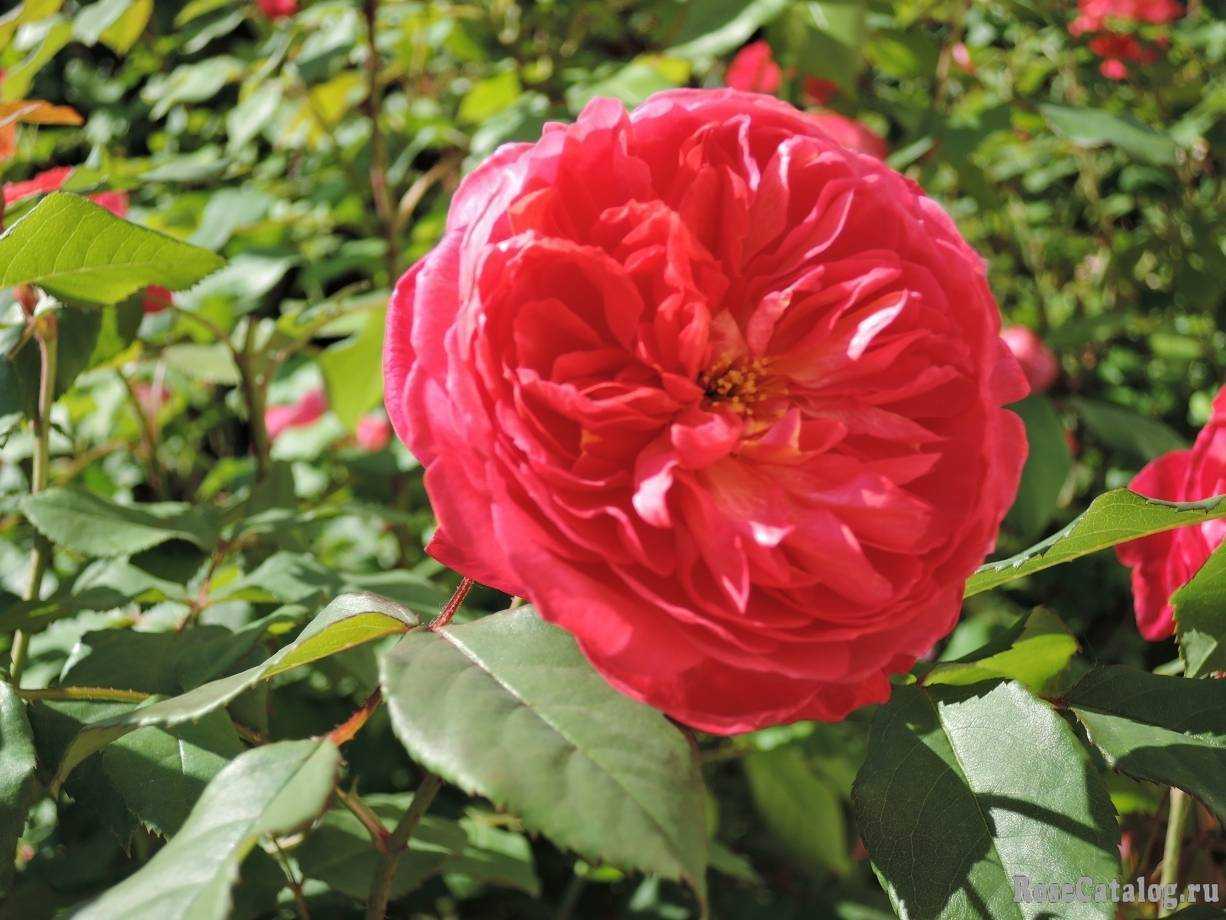 Розы дэвида остина: сорта и описание с названием и фото