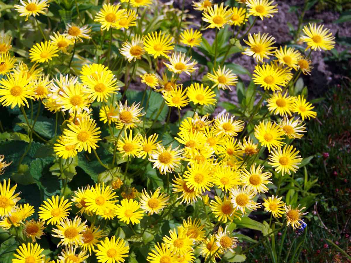 Цветок обриета (аубреция) многолетняя – посадка и уход из семян в открытом грунте, сорта, фото