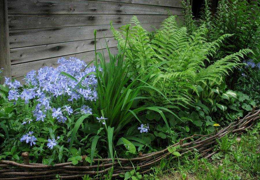 Садовый папоротник: посадка и уход, описание видов, и когда растение можно пересаживать и как это сделать?