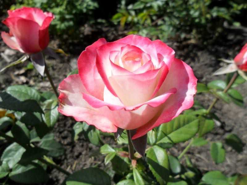 Роза свитнесс: характеристика, советы по выращиванию