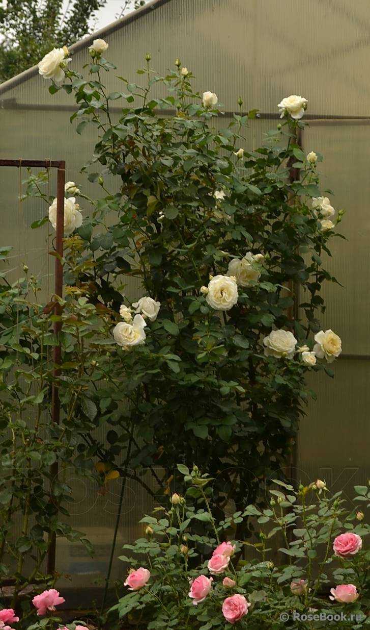 Роза шнеевальцер (schneewalzer) — характеристики и условия ухода