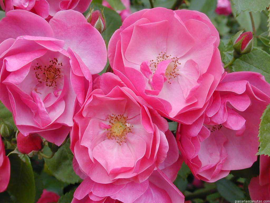 Роза флорибунда фрезия: описание сорта, фото и отзывы садоводов