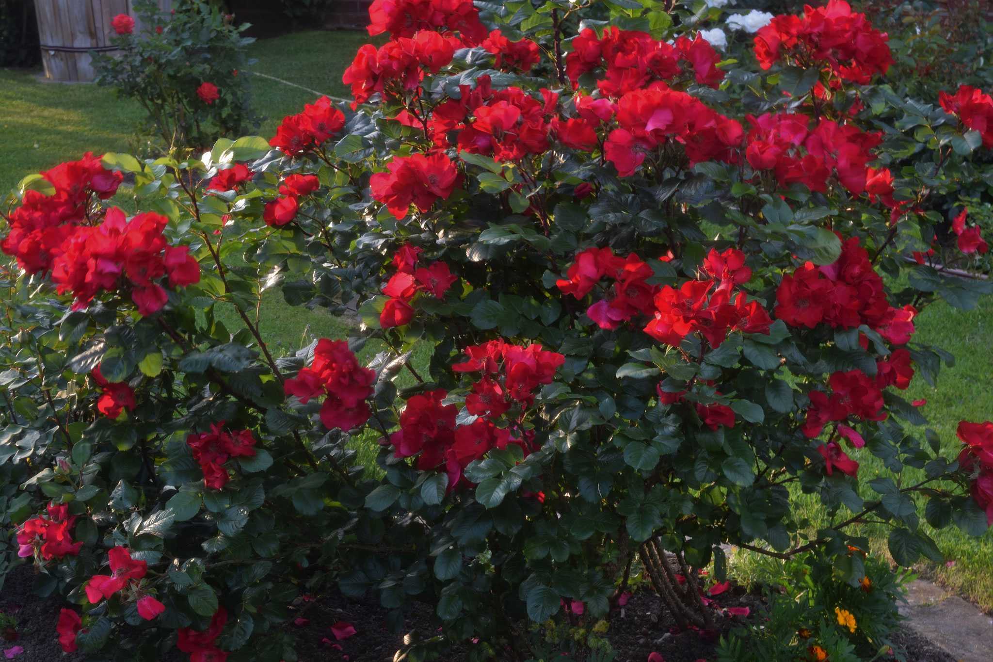 Роза робуста эффектная и зимостойкая | сад и огород