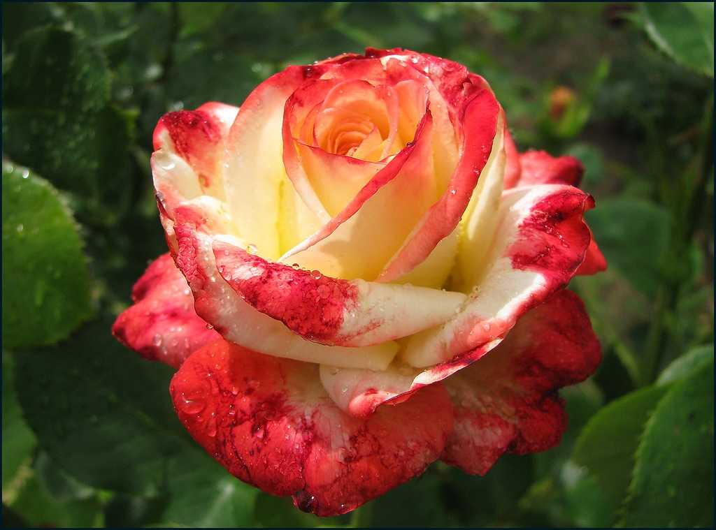 Роза «гранд гала»: правила посадки, обрезки и выращивания цветка, фото