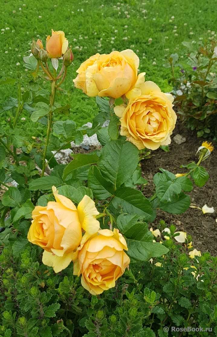 Роза амбер квин (amber queen): фото, описание и особенности