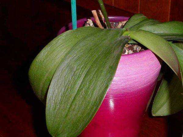 Что делать, если листья орхидеи потеряли тургор и морщинятся, как помочь