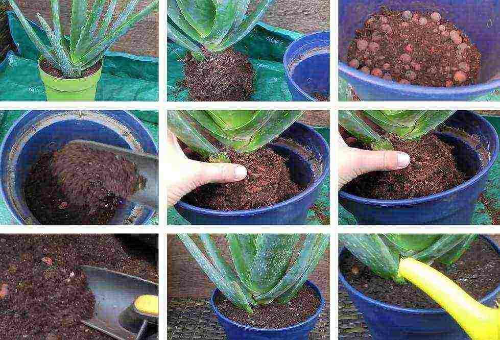 Как посадить и вырастить алоэ без корня в домашних условиях