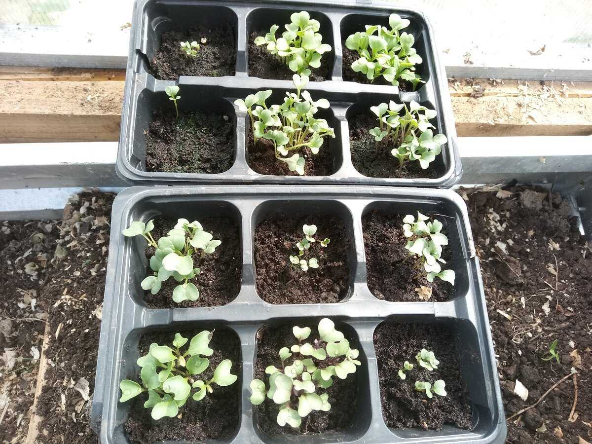 Как вырастить эустому из семян дома: мастер-класс посева в торфяные таблетки