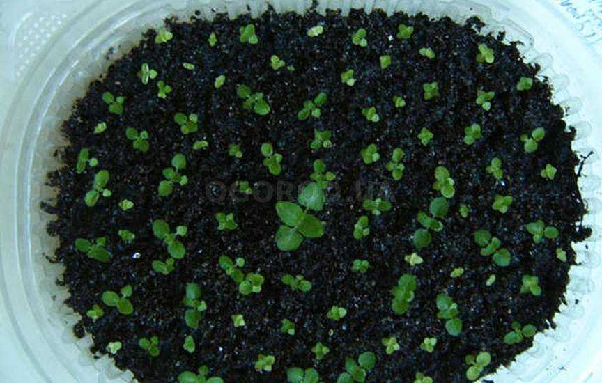 Как размножить глоксинию в домашних условиях: посадка листа или его части, а также как укоренить в воде и грунте, как сажать цветонос, клубни и семена?
