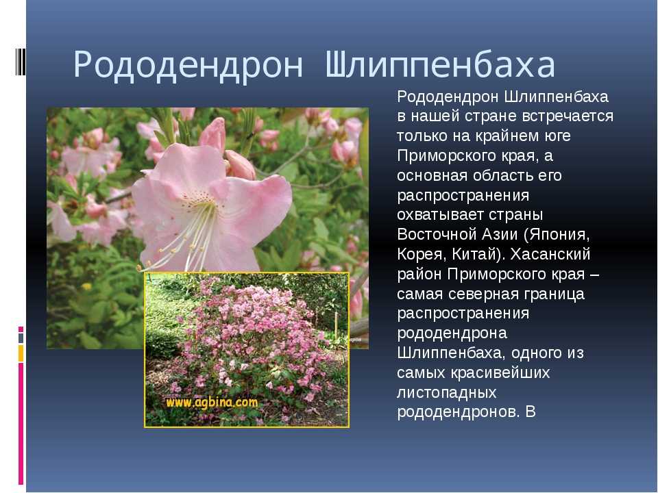 Рододендрон, или розовое дерево. уход, посадка, размножение, укрытие. фото — ботаничка.ru