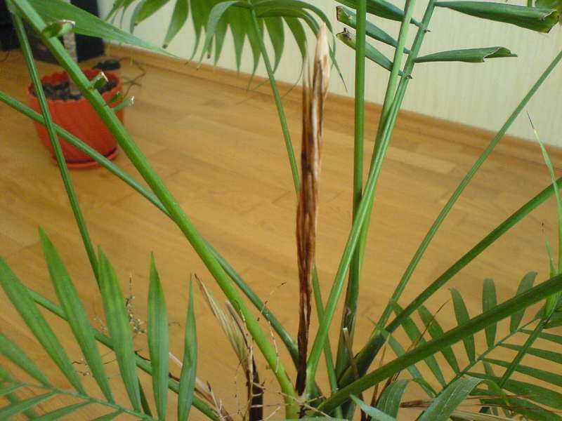 Почему сохнут листья у домашней пальмы и что делать?