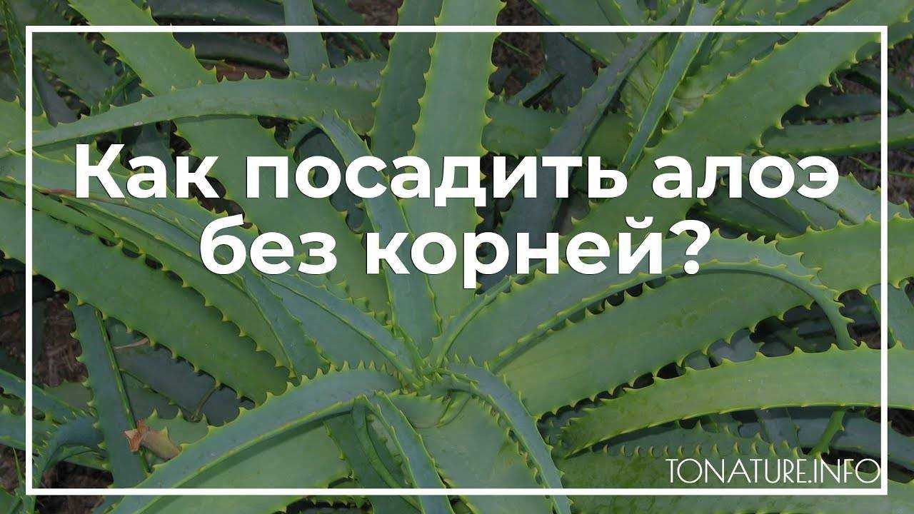 ᐉ как пересадить алоэ в домашних условиях без корней - godacha.ru
