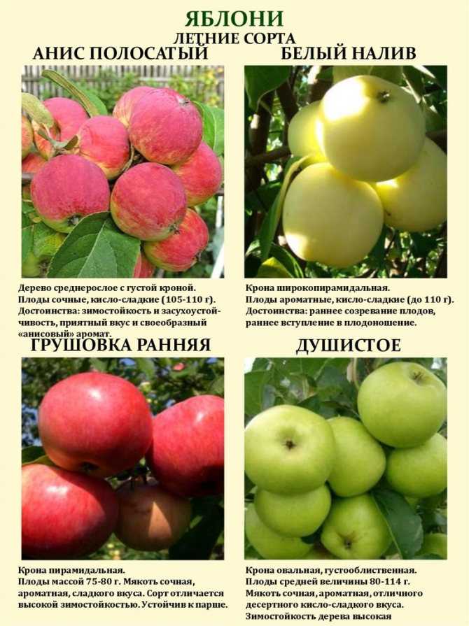Яблоня белый налив: как пишется название, описание, фото, характеристика растения, опылители, цена саженцев, отзывы, когда созревает урожай?