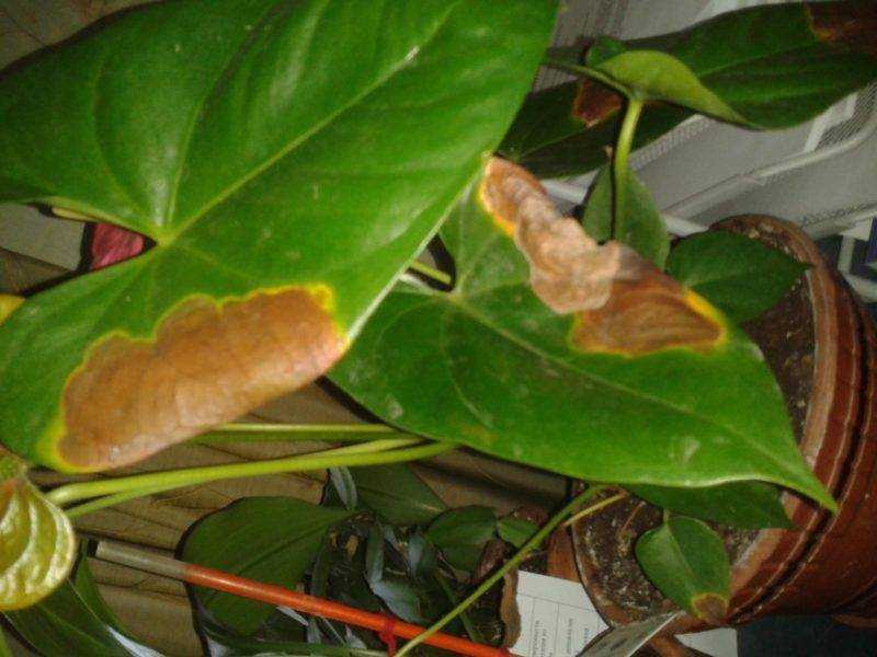 Болезни листьев малины: описания с фото и способы лечения