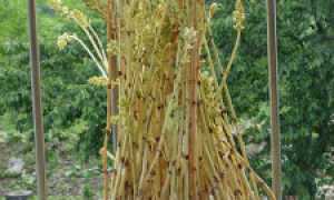 Вашингтония — самая массивная веерная пальма. уход в домашних условиях. фото — ботаничка.ru
