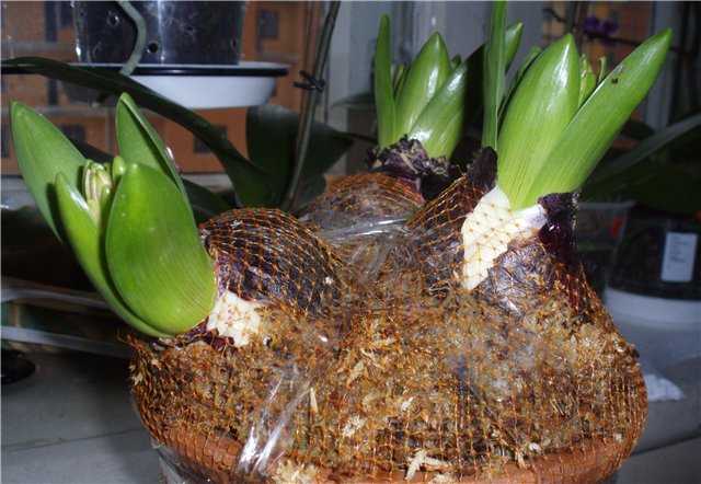 Как пересадить орхидею в домашних условиях пошагово