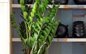 Замиокулькас - уход в домашних условиях как ухаживать за цветком замиокулькаса - рекомендации от специалистов студии фитодизайна флорен