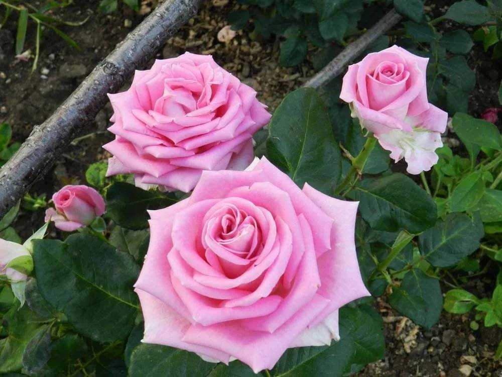 Роза Аква Aqua — что это за чайно-гибридный сорт, краткое описание и характеристика Выращивание цветка, как правильно посадить в открытый грунт Как правильно ухаживать за розой, особенности цветения и размножения