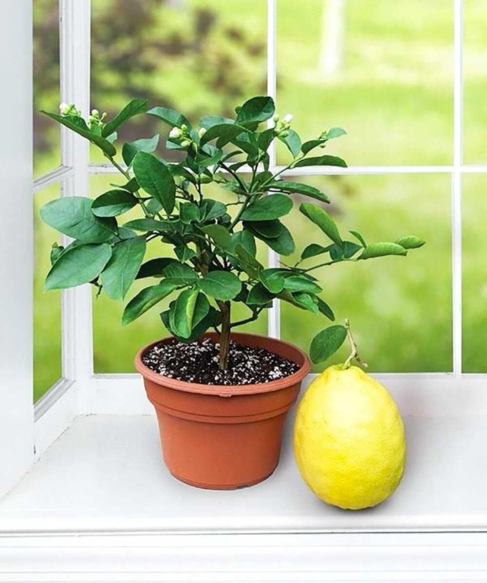 Как вырастить лимон из косточки в домашних условиях - огород, сад, балкон
                                             - 5 ноября
                                             - 43174198577 - медиаплатформа миртесен