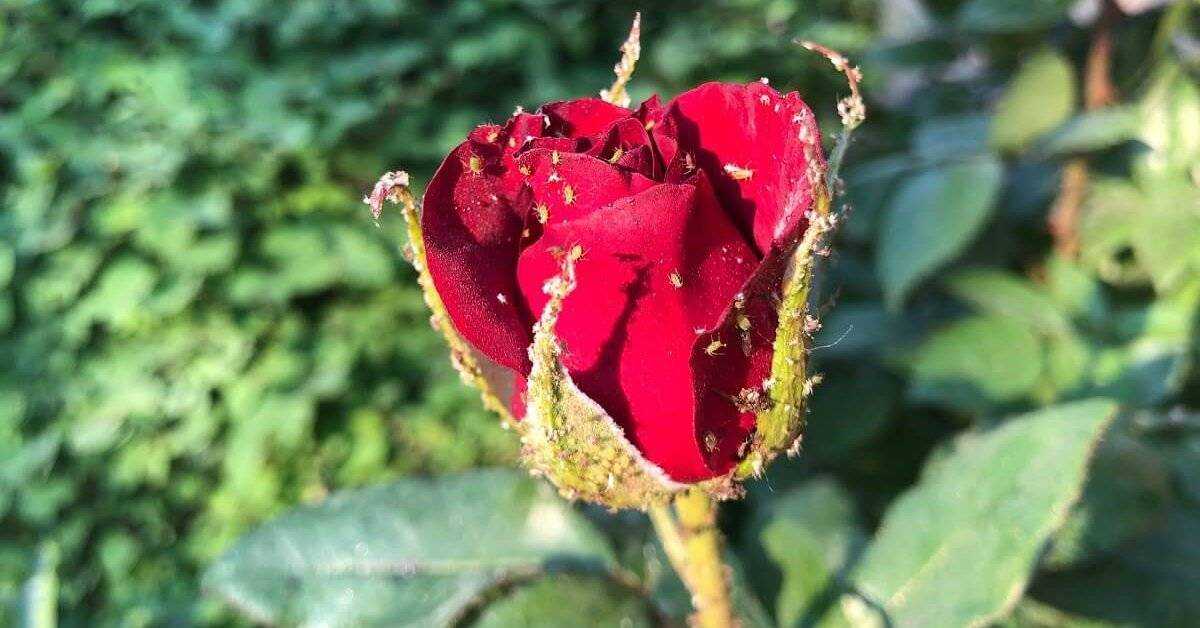 20 способов избавиться от тли на розах в саду
