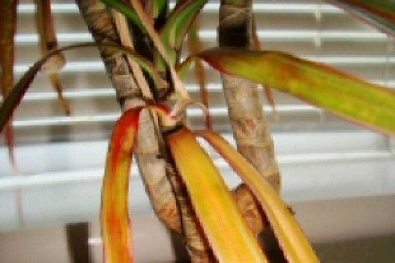 Почему у пальмы сохнут кончики листьев? что делать?