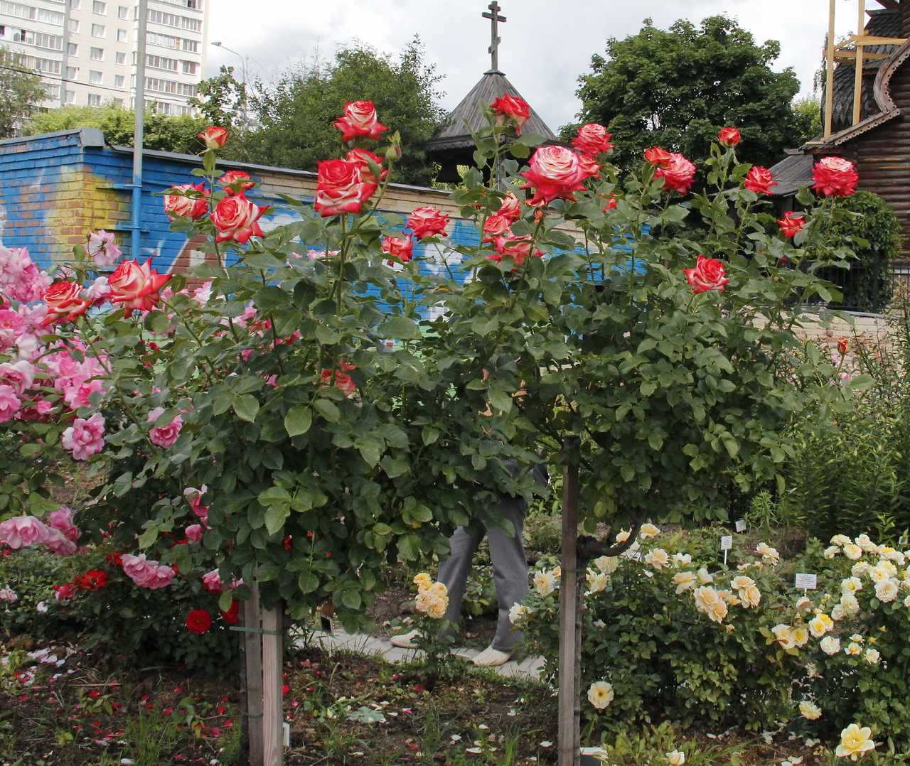 Суданская роза — полезные свойства и вред растения