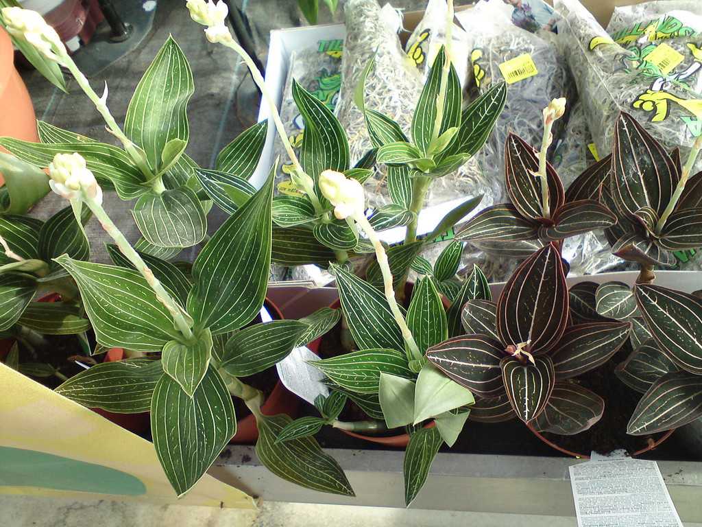 Орхидея лудизия: почему гемарию называют драгоценной, каким образом осуществлять уход за цветком в домашних условиях, как выглядят на фото сорта растения? selo.guru — интернет портал о сельском хозяйс