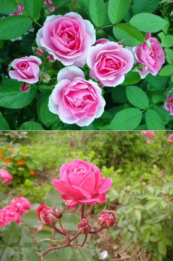 Наиболее распространенные сорта канадских роз с фото и описанием