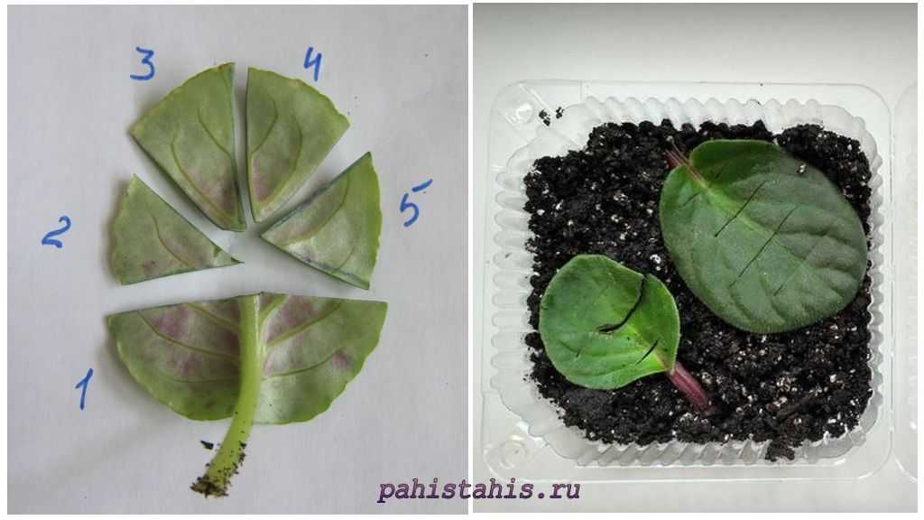 Как вырастить фиалку: разведение, пошаговая инструкция размножение фиалки листом, посадка, укоренение и уход