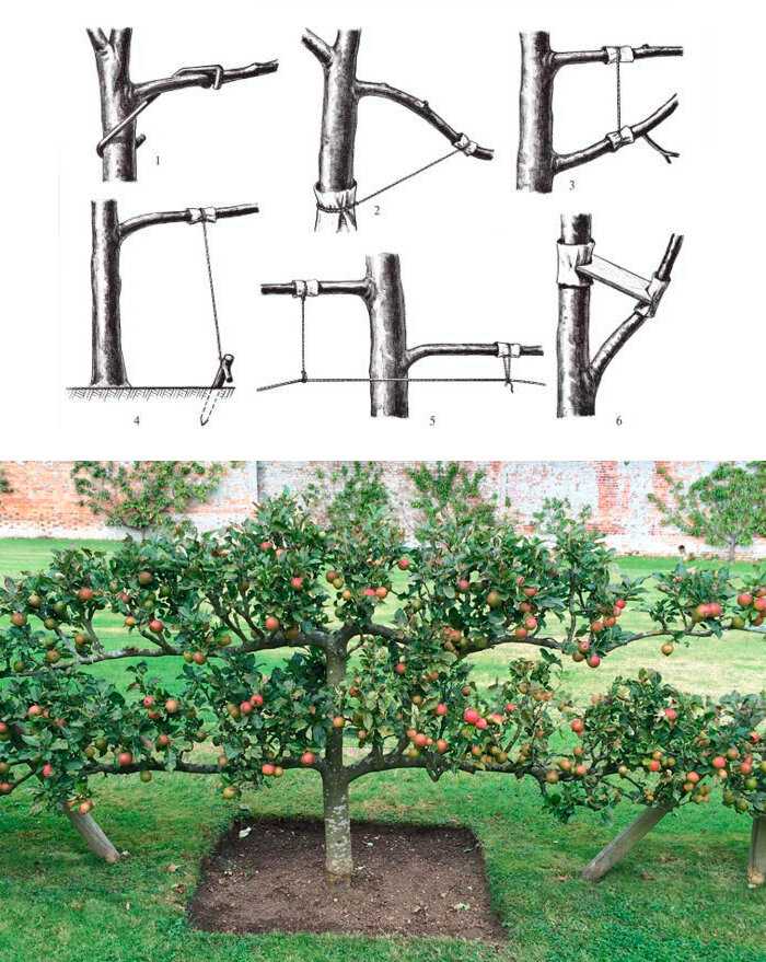 Как сформировать крону яблони у молодого дерева