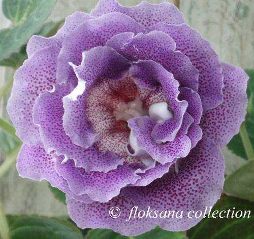 Глоксиния махровая — популярные сорта цветка