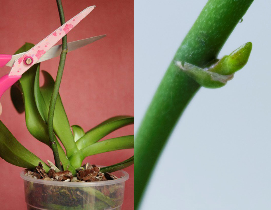 Орхидея отцвела: что делать со стрелкой