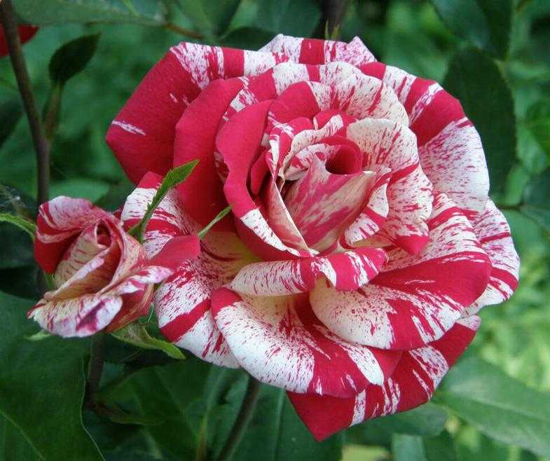 Роза парково-кустовая фердинанд пичард (ferdinand pichard)